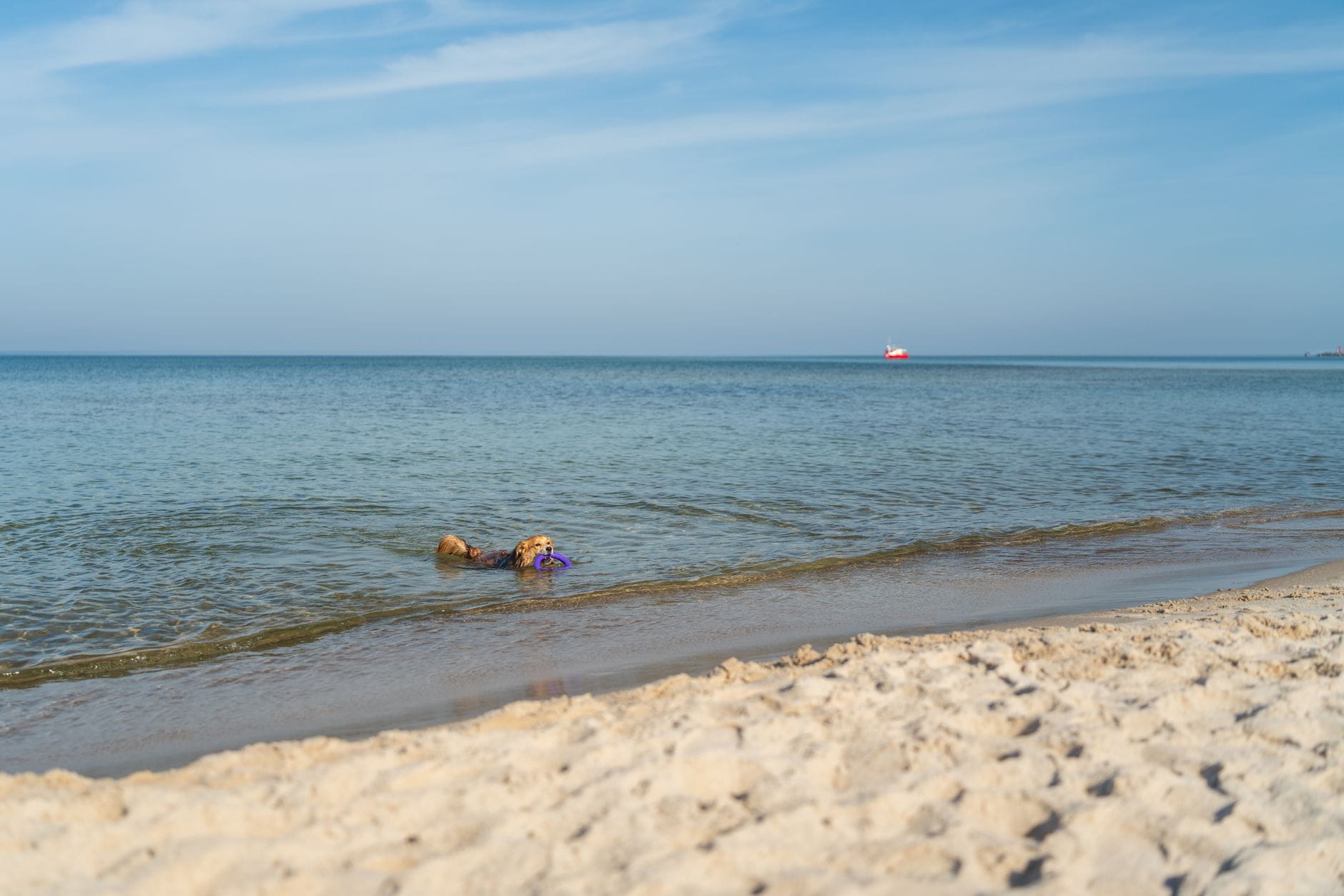Mikołajki z psem: plaże, noclegi i szlaki naprawdę przyjazne czworonogom